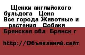 Щенки английского бульдога › Цена ­ 40 000 - Все города Животные и растения » Собаки   . Брянская обл.,Брянск г.